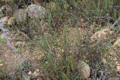 Santolina rosmarinifolia