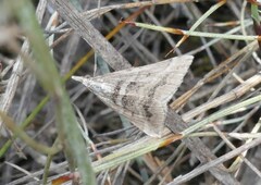 Dichromodes consignata