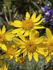 Senecio integerrimus