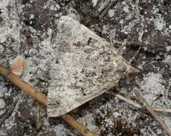 Dichromodes longidens