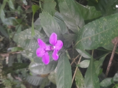 Acanthoideae