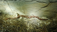 Agkistrodon laticinctus