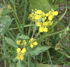 Rhamphospermum nigrum