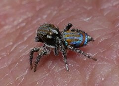 Maratus tasmanicus