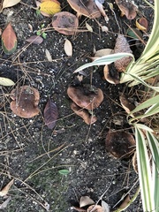 Tricholoma fracticum