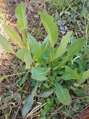 Lactuca serriola