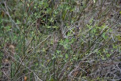 Chrysojasminum fruticans