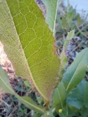 Lactuca serriola