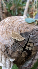 Antrodia heteromorpha