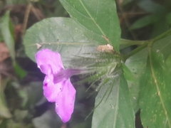 Acanthoideae