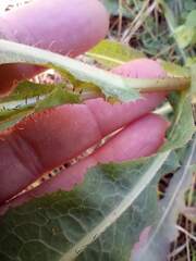 Lactuca serriola