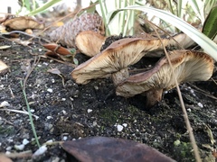 Tricholoma fracticum