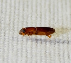 Euplatypus compositus