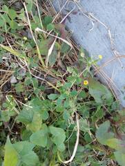 Medicago lupulina