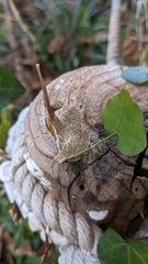 Antrodia heteromorpha