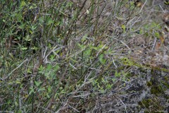 Chrysojasminum fruticans