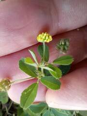 Medicago lupulina