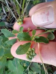 Medicago lupulina