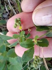 Medicago lupulina