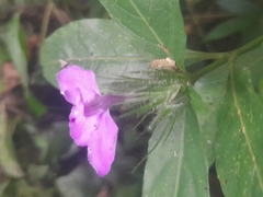 Acanthoideae
