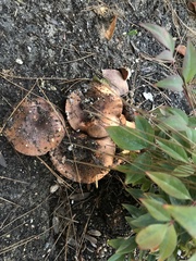 Tricholoma fracticum