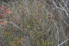 Chrysojasminum fruticans