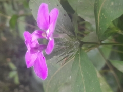 Acanthoideae