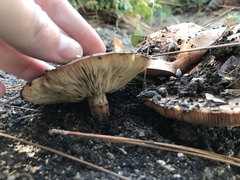 Tricholoma fracticum
