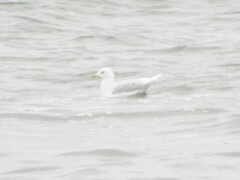Larus glaucoides kumlieni