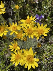 Senecio integerrimus