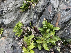 Asplenium difforme