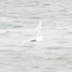 Larus glaucoides kumlieni