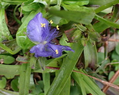 Tradescantieae
