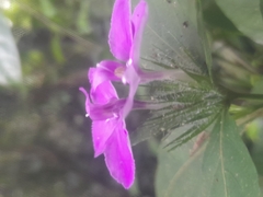 Acanthoideae