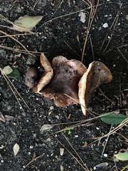 Tricholoma fracticum