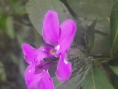 Acanthoideae