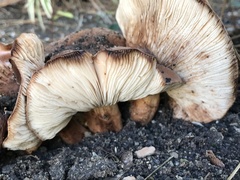 Tricholoma fracticum