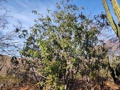 Karwinskia humboldtiana