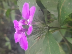 Acanthoideae