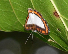 Nymphidium caricae