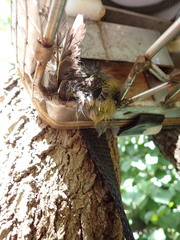 Zosterops lateralis lateralis