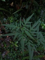 Solanum laciniatum