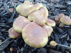 Gymnopilus aeruginosus