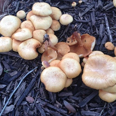Gymnopilus aeruginosus