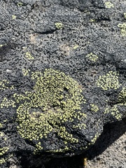 Rhizocarpon