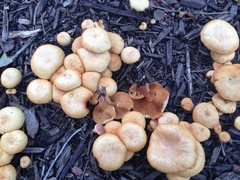 Gymnopilus aeruginosus