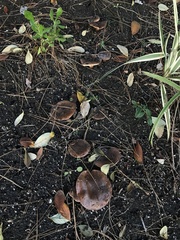 Tricholoma fracticum