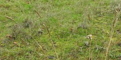 Dactylis glomerata hispanica