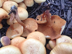 Gymnopilus aeruginosus