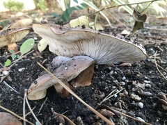 Tricholoma fracticum